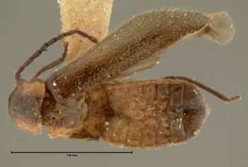 Media type: image;   Entomology 3393 Aspect: habitus dorsal view